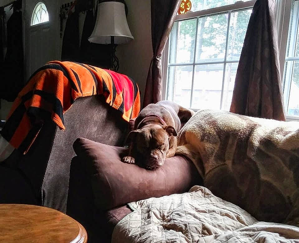 Farley joined the competition — help win amazing prizes! brown, carnivore, comfort, companion_dog, curtain, dog, dog_breed, fawn, floor, flooring, hardwood, interior_design, liver, living_room, mammal, textile, window, window_blind, wood, working_animal