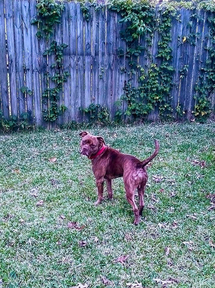 Farley joined the competition — help win amazing prizes! canidae, carnivore, companion_dog, dog, dog_breed, fawn, fence, garden, grass, groundcover, gun_dog, home_fencing, landscaping, liver, plant, shrub, sporting_group, tail, terrestrial_animal, tints_and_shades