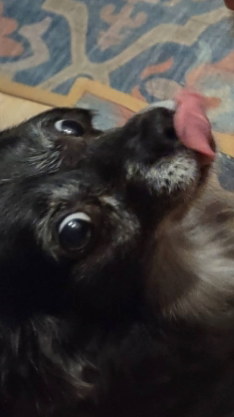 Reese joined the competition — help win amazing prizes! borador, canidae, carnivore, companion_dog, dog, dog_breed, ear, fur, liver, snout, sporting_group, terrestrial_animal, whiskers, working_animal