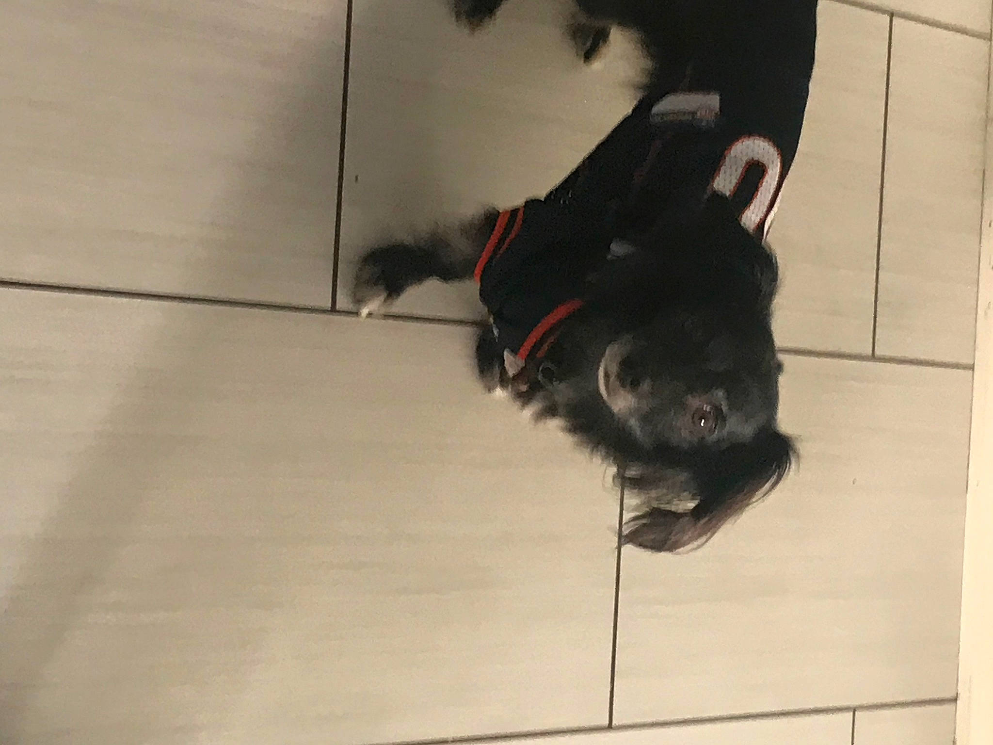 Reese is registered to the contest to win money with this photo: canidae, carnivore, companion_dog, dog, dog_breed, dog_collar, floor, flooring, fur, guard_dog, hardwood, leash, non_sporting_group, snout, sporting_group, tail, whiskers, wood, working_animal