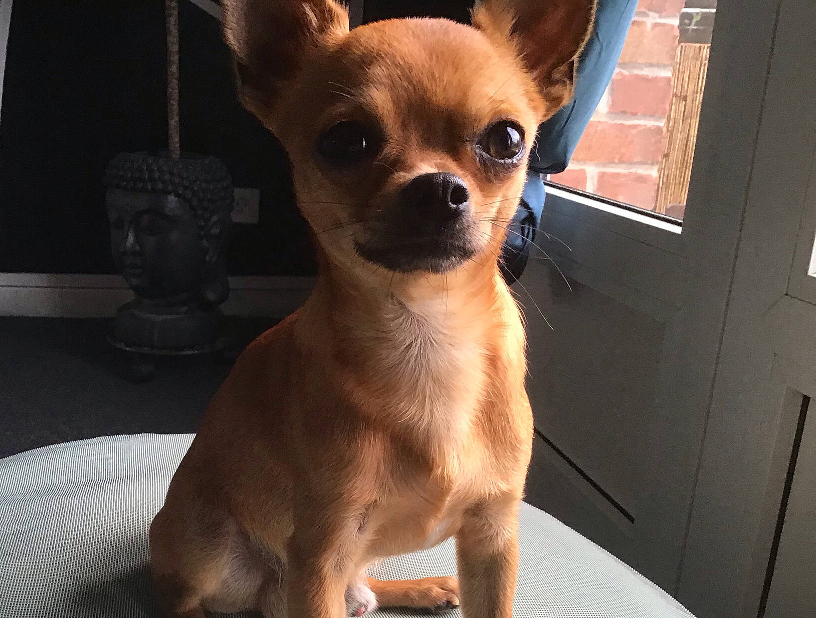 Balou participe au concours pour gagner de l'argent avec cette photo : canidae, carnivore, chihuahua, companion_dog, corgi_chihuahua, dog, dog_breed, dog_supply, ear, fawn, flowerpot, fur, non_sporting_group, paw, snout, sporting_group, terrestrial_animal, toy_dog, whiskers, working_animal