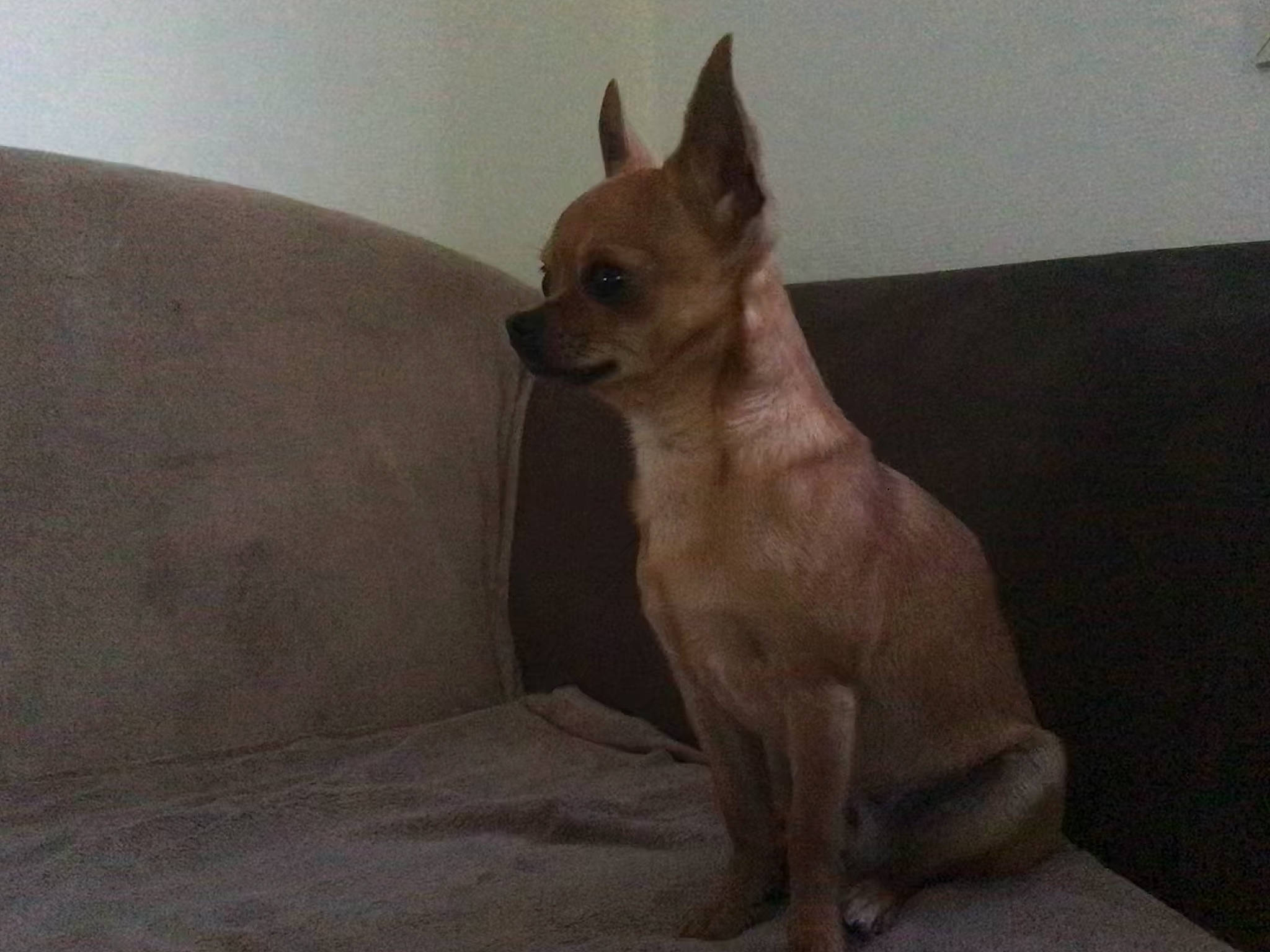 Balou a rejoint le concours — aidez-le/la à gagner de superbes lots ! canidae, carnivore, companion_dog, dog, dog_breed, dog_supply, ear, eye, fawn, fur, head, liver, pet_supply, snout, sporting_group, tail, terrestrial_animal, toy_dog, whiskers, working_animal