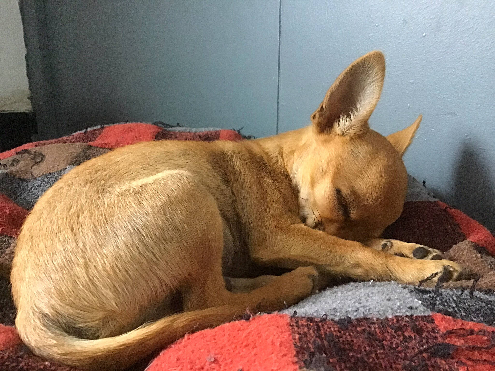 Balou a rejoint le concours — aidez-le/la à gagner de superbes lots ! canidae, carnivore, comfort, companion_dog, dog, dog_breed, dog_supply, fawn, felidae, fur, linens, nap, paw, snout, sporting_group, tail, terrestrial_animal, whiskers, wildlife, wood