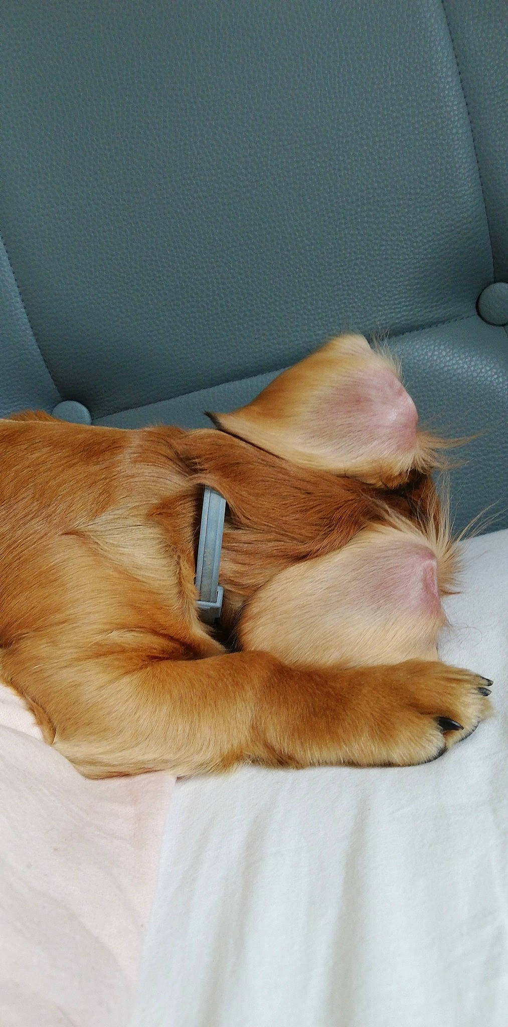 Poppy a rejoint le concours — aidez-le/la à gagner de superbes lots ! canidae, carnivore, companion_dog, dog, dog_breed, ear, fawn, fur, liver, nap, puppy, snout, sporting_group, tail, whiskers