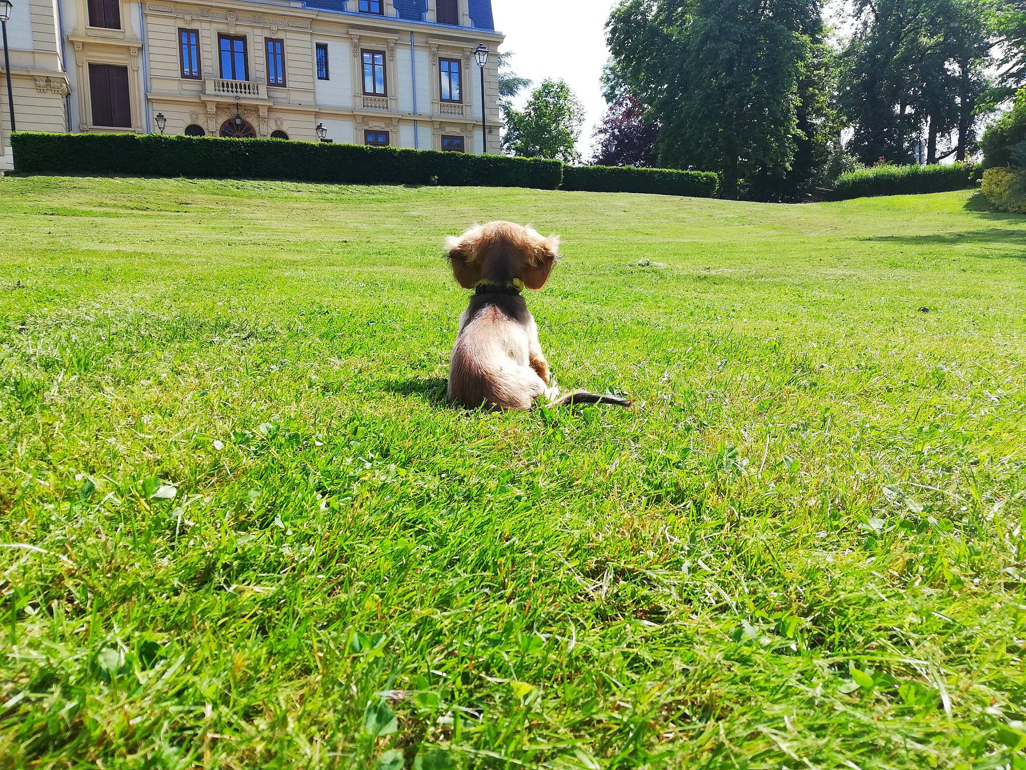 Poppy a rejoint le concours — aidez-le/la à gagner de superbes lots ! american_cocker_spaniel, canidae, carnivore, cavalier_king_charles_spaniel, cocker_spaniel, companion_dog, dog, dog_breed, grass, lawn, liver, mammal, puppy, shih_tzu, spaniel, sporting_group, toy_dog