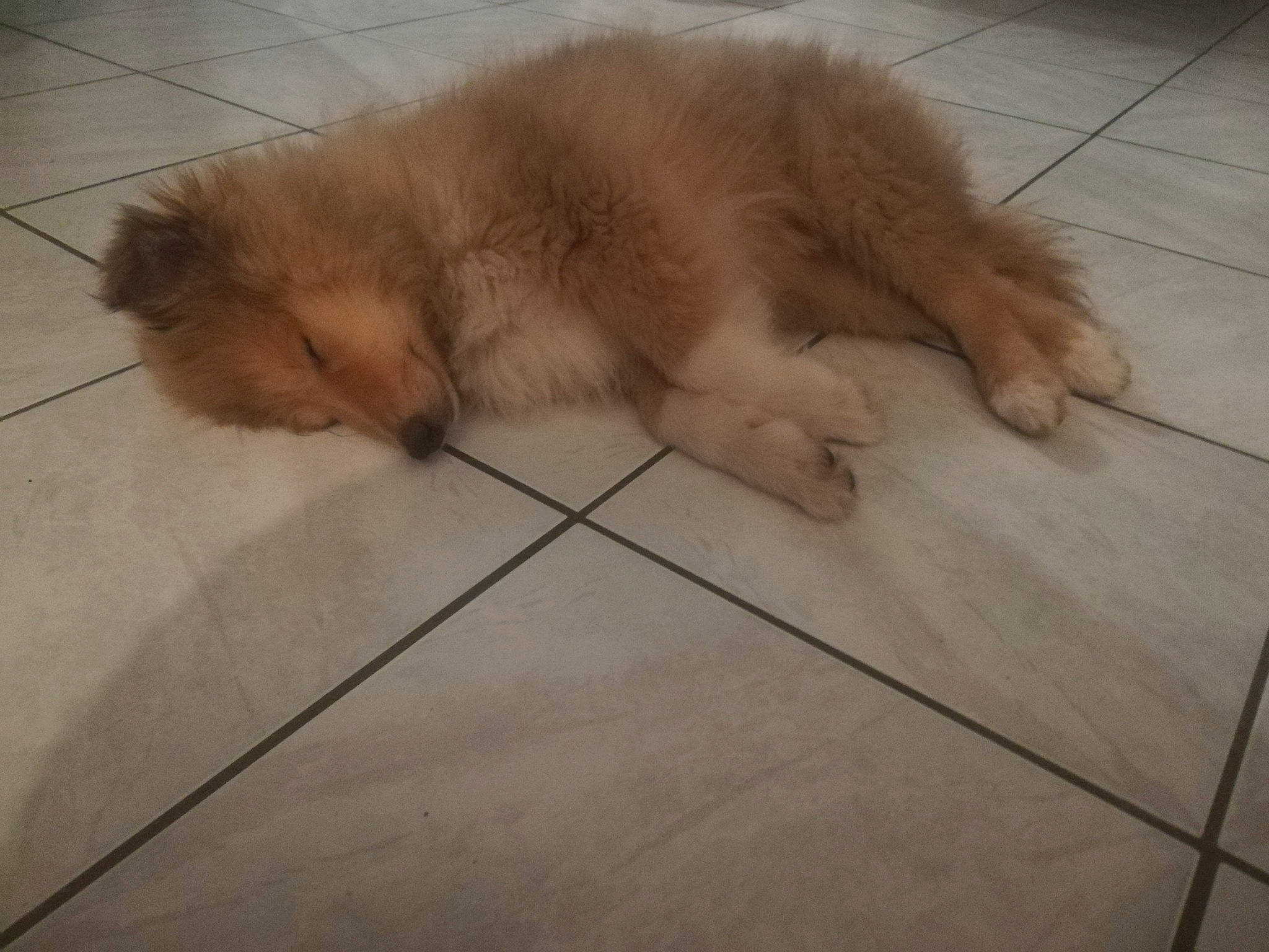 Pixy a rejoint le concours — aidez-le/la à gagner de superbes lots ! canidae, carnivore, chow_chow, companion_dog, dog, dog_breed, fawn, floor, flooring, mammal, non_sporting_group, pomeranian, puppy, skin, spitz, sporting_group, toy_dog