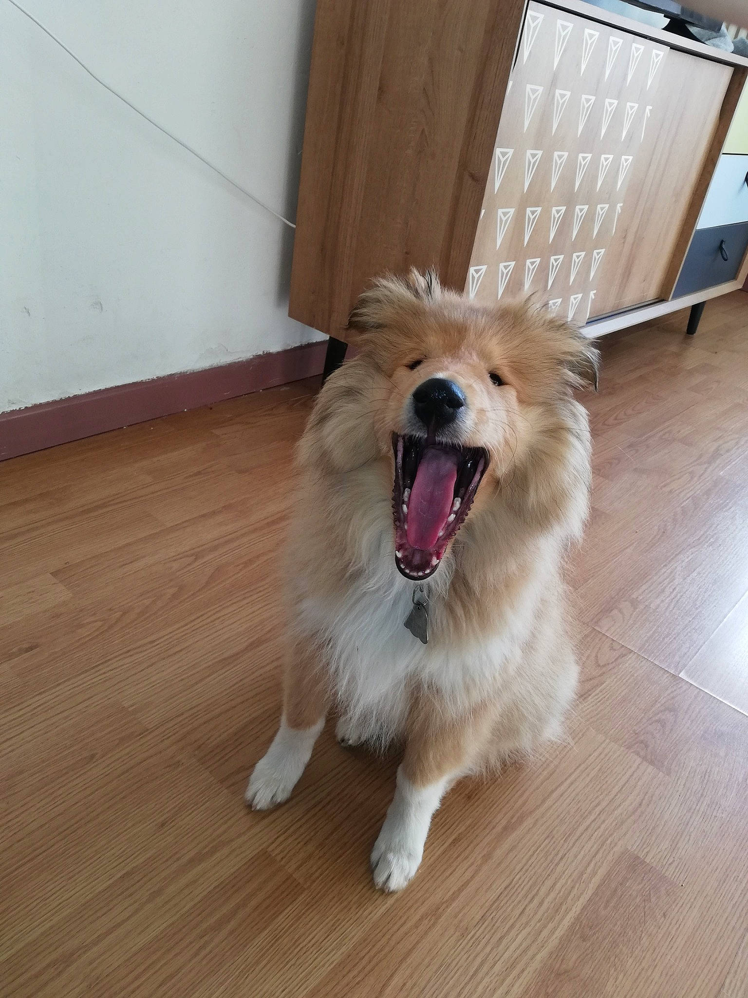 Pixy a rejoint le concours — aidez-le/la à gagner de superbes lots ! canidae, carnivore, companion_dog, dog, dog_breed, elo, fawn, floor, flooring, german_spitz, hardwood, mammal, pomeranian, rare_breed_dog, snout, spitz, sporting_group, vertebrate