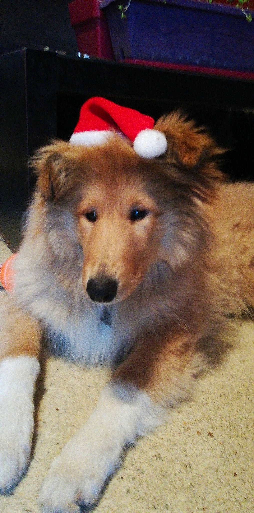 Pixy a rejoint le concours — aidez-le/la à gagner de superbes lots ! ancient_dog_breeds, australian_collie, canidae, carnivore, collie, companion_dog, dog, dog_breed, mammal, rare_breed_dog, rough_collie, scotch_collie, shetland_sheepdog, smooth_collie, snout, vertebrate