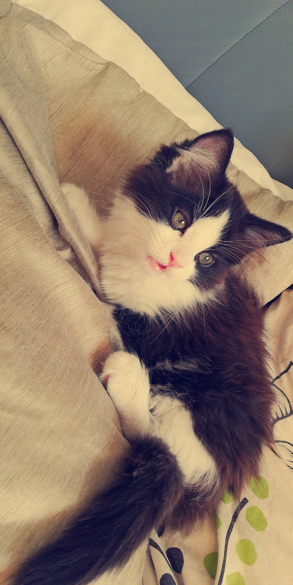 Pocket participe au concours pour gagner de l'argent avec cette photo : american_wirehair, asian, carnivore, cat, domestic_short_haired_cat, felidae, fur, kitten, norwegian_forest_cat, small_to_medium_sized_cats, snout, tail, whiskers