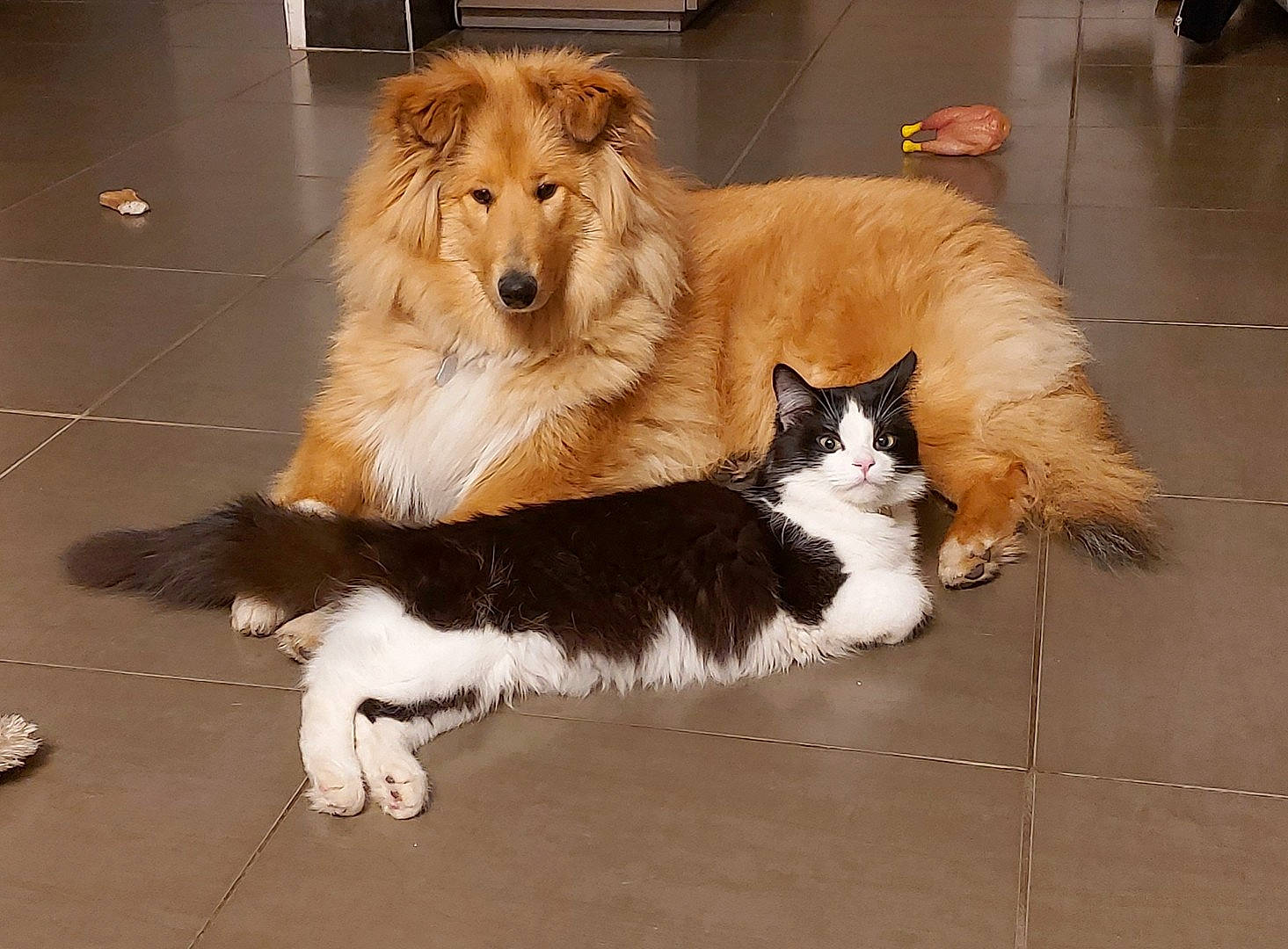 Pocket participe au concours pour gagner de l'argent avec cette photo : canidae, carnivore, cat, collie, companion_dog, dog, dog_breed, fawn, felidae, kitten, mammal, norwegian_forest_cat, ragamuffin, rough_collie, scotch_collie, shetland_sheepdog, small_to_medium_sized_cats, sporting_group, vertebrate, whiskers