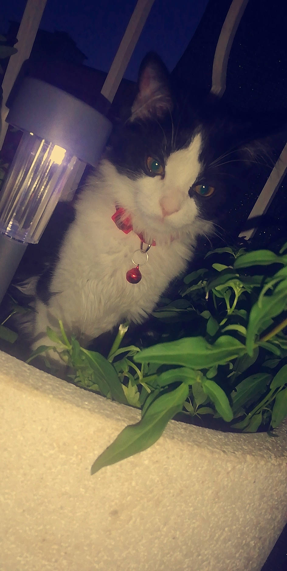 Pocket participe au concours pour gagner de l'argent avec cette photo : carnivore, cat, ear, eye, felidae, fur, grass, kitten, night, nose, photography, plant, sky, small_to_medium_sized_cats, whiskers