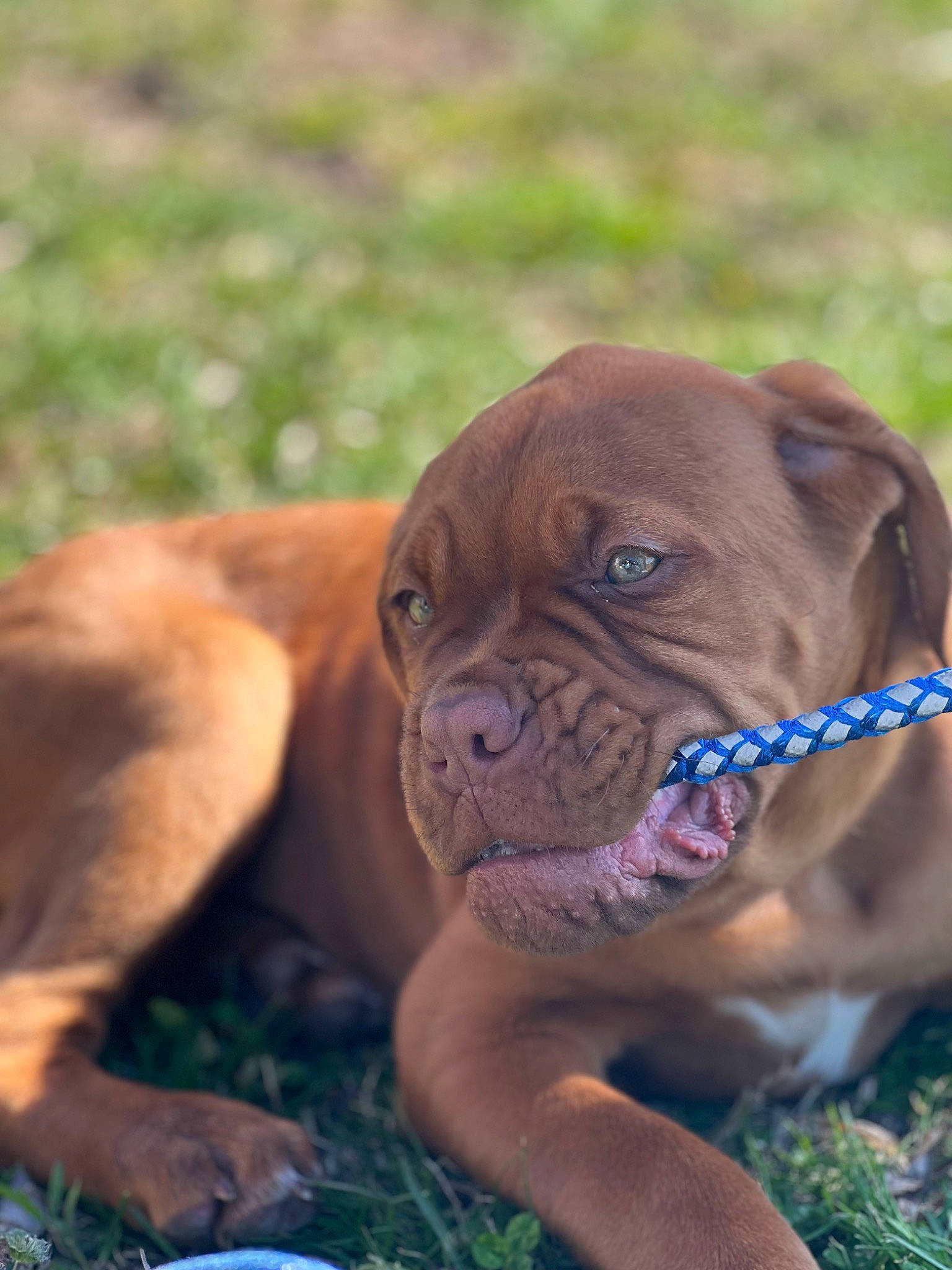 Hooch is registered to the contest to win money with this photo: boxer, canidae, carnivore, collar, companion_dog, dog, dog_breed, dog_collar, fawn, grass, handwriting, liver, non_sporting_group, plant, snout, sporting_group, terrestrial_animal, working_animal, working_dog, wrinkle