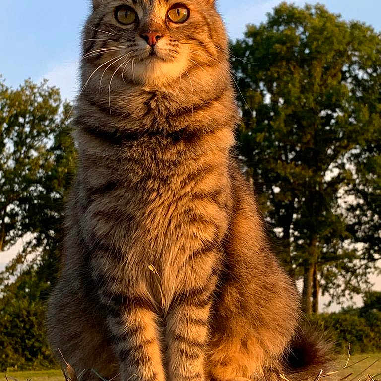 Gaïa participe au concours pour gagner de l'argent avec cette photo : cat, tabby_cat, animal, outdoor, nature, hay, grass, trees, sunlight, golden_hour, fur, pet, mammal, sitting, whiskers, ears, eyes, portrait, field, sky