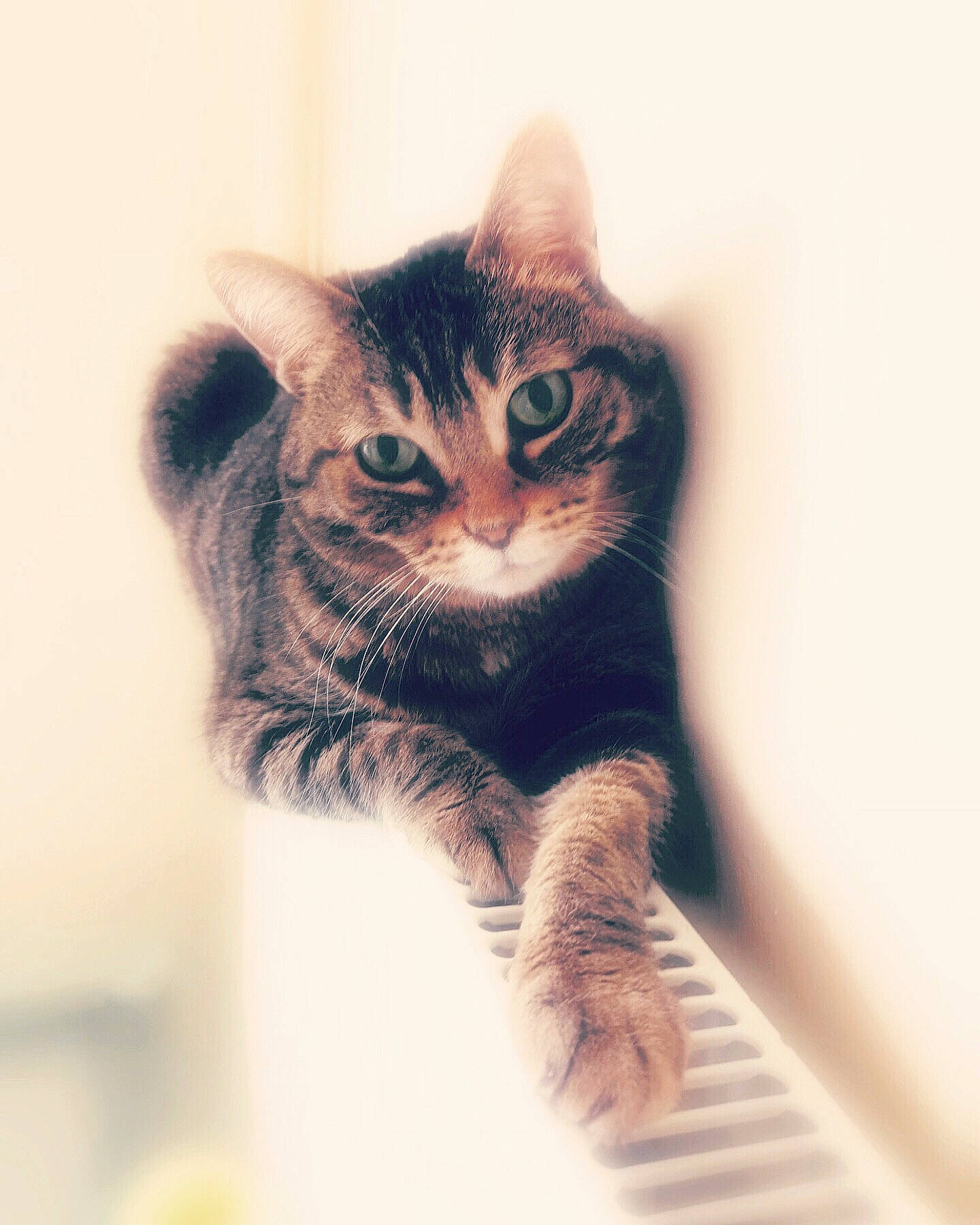 Bubulle participe au concours pour gagner de l'argent avec cette photo : art, black_cat, carnivore, cat, domestic_short_haired_cat, felidae, fur, grey, illustration, iris, paw, plant, small_to_medium_sized_cats, snout, street_light, tail, terrestrial_animal, tree, whiskers, window