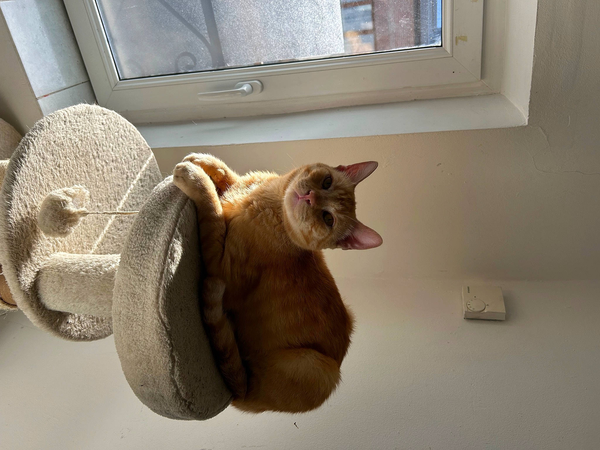 Mango a rejoint le concours — aidez-le/la à gagner de superbes lots ! automotive_tire, carnivore, cat, cat_supply, chair, domestic_short_haired_cat, fawn, felidae, flooring, flowerpot, fur, hardwood, houseplant, room, small_to_medium_sized_cats, tail, whiskers, window, window_blind, wood