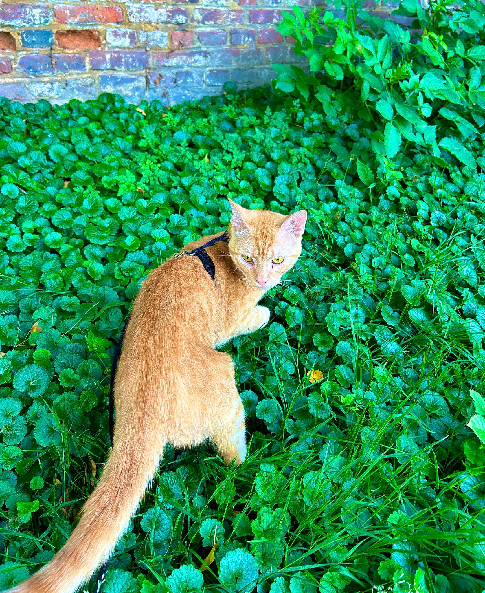 Mango a rejoint le concours — aidez-le/la à gagner de superbes lots ! carnivore, cat, fawn, felidae, grass, green, groundcover, lawn, natural_landscape, organism, people_in_nature, plant, shrub, small_to_medium_sized_cats, tail, tree, trunk, vegetation, whiskers, wood