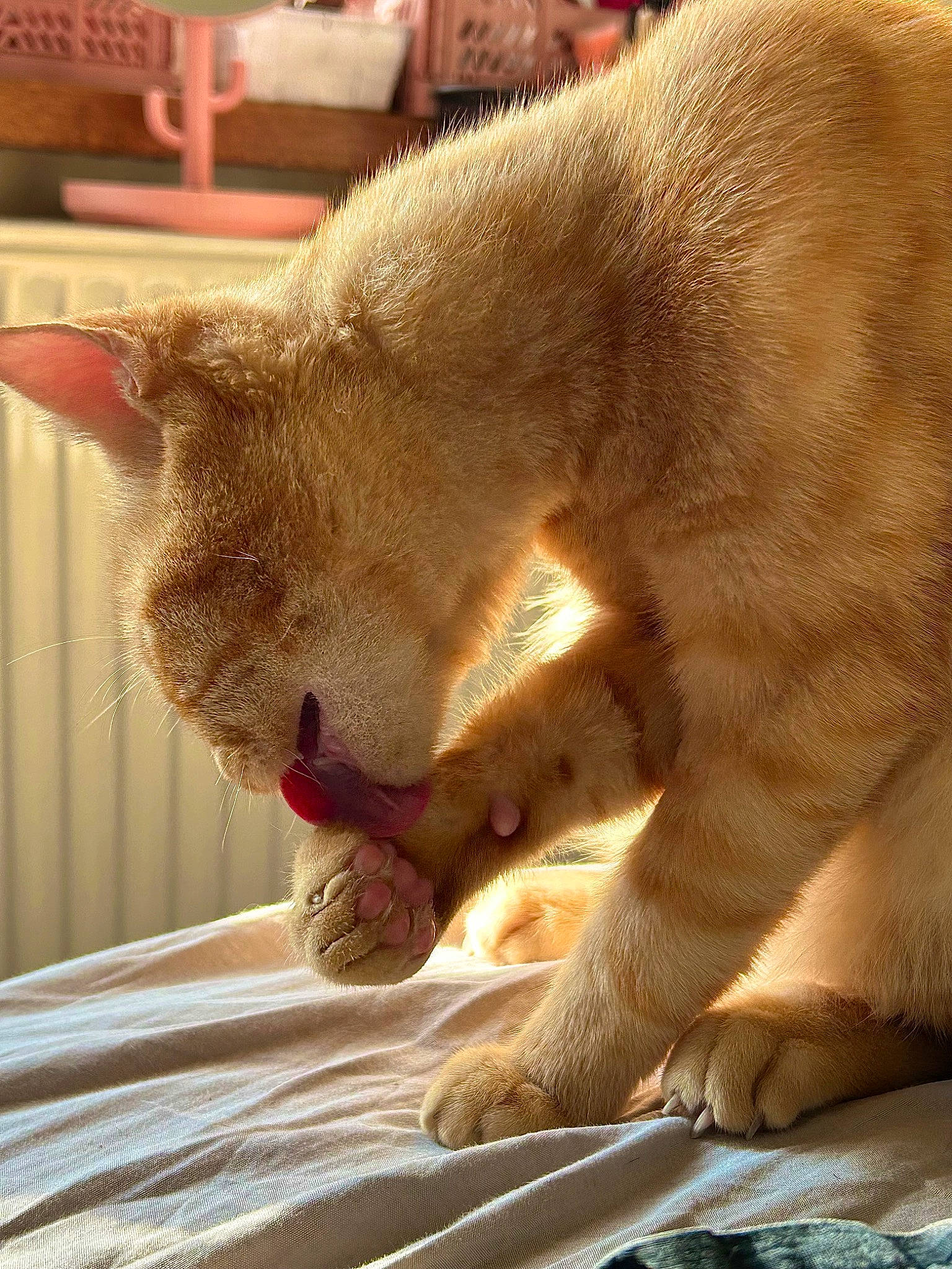 Mango a rejoint le concours — aidez-le/la à gagner de superbes lots ! carnivore, cat, claw, comfort, domestic_short_haired_cat, fang, fawn, felidae, fur, nap, paw, sleep, small_to_medium_sized_cats, snout, tail, terrestrial_animal, whiskers, wildlife