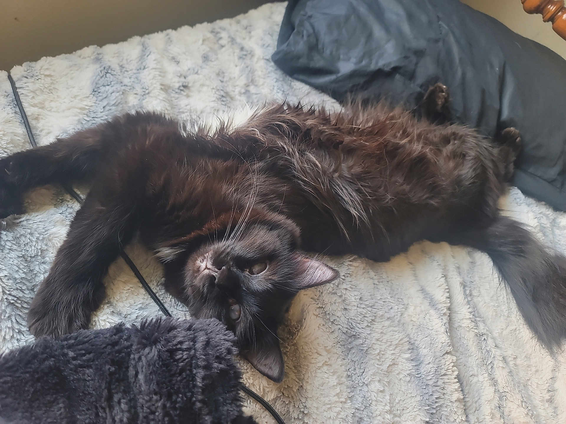 Princess is registered to the contest to win money with this photo: cat, black_cat, pet, bed, blanket, pillow, fur, whiskers, relaxed, lying_down, paw, tail, indoor, cozy, napping, feline, portrait, soft_texture, home, cute