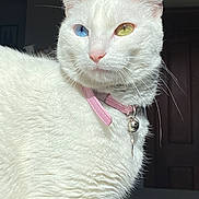 Luna joined the competition — help win amazing prizes! cat, white_cat, heterochromia, blue_eye, yellow_eye, pink_collar, bell, pet, domestic_cat, feline, whiskers, fur, portrait, indoor, sunlight, shadow, close_up, animal, cute, house_pet