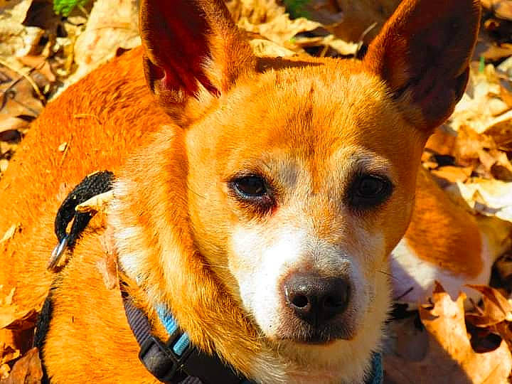 Princess joined the competition — help win amazing prizes! ancient_dog_breeds, animal_sports, canidae, carnivore, companion_dog, dog, dog_breed, dog_sports, fawn, fur, non_sporting_group, plant, puppy, spitz, sporting_group, terrestrial_animal, whiskers, wildlife, working_dog