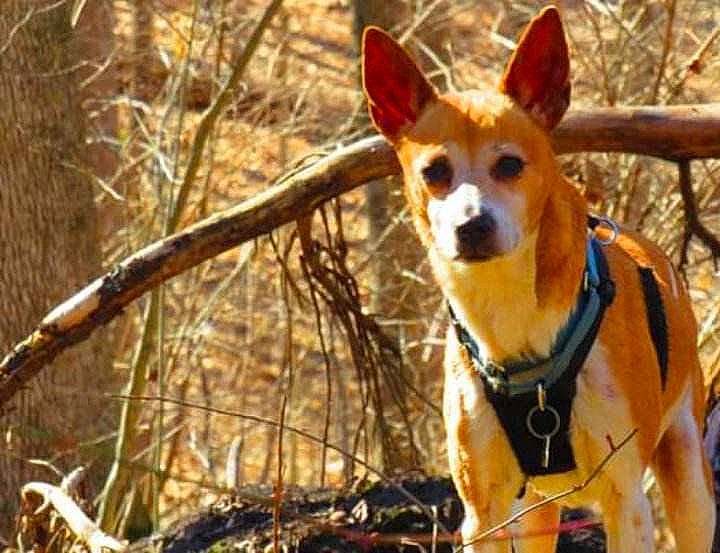 Princess joined the competition — help win amazing prizes! canidae, carnivore, companion_dog, dog, dog_breed, dog_supply, fawn, forest, fur, grass, plant, snout, sporting_group, terrestrial_animal, toy_dog, tree, twig, whiskers, wildlife, wood