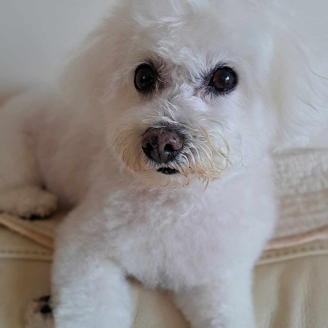 Ines a rejoint le concours — aidez-le/la à gagner de superbes lots ! dog, white, fluffy, pet, curly_fur, animal, indoor, couch, relaxed, cute, nose, paw, fur, looking, comfort, domestic, mammal, companion, portrait, small_dog