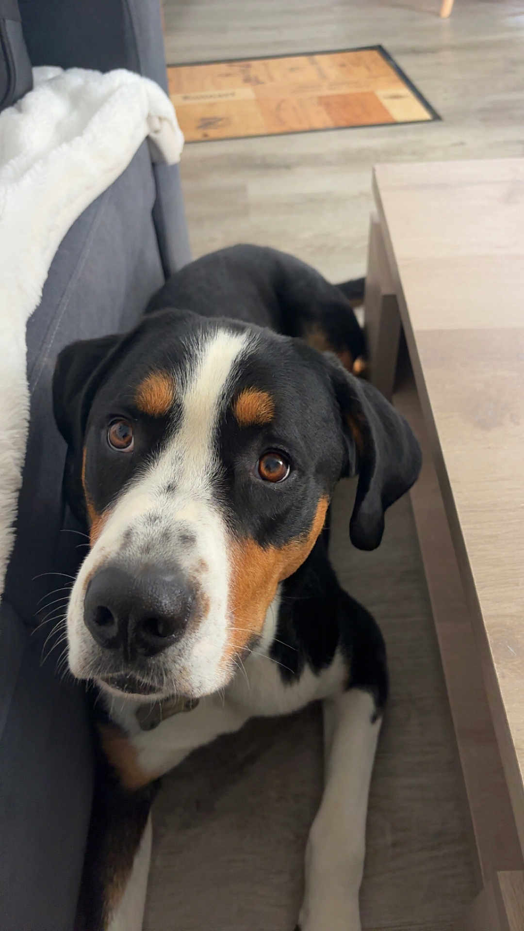 Simba a rejoint le concours — aidez-le/la à gagner de superbes lots ! dog, indoor, sofa, blanket, floor, coffee_table, pet, curious, brown_eyes, black_fur, white_fur, tan_markings, resting, looking_up, ears, snout, whiskers, domestic_animal, companion, cute