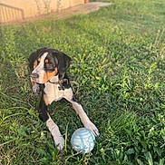 Simba participe au concours pour gagner de l'argent avec cette photo : dog, grass, outdoor, ball, playful, pet, tricolor, sunlight, nature, collar, animal, greenery, relaxing, paw, summer, yard, canine, daylight, leisure, watching
