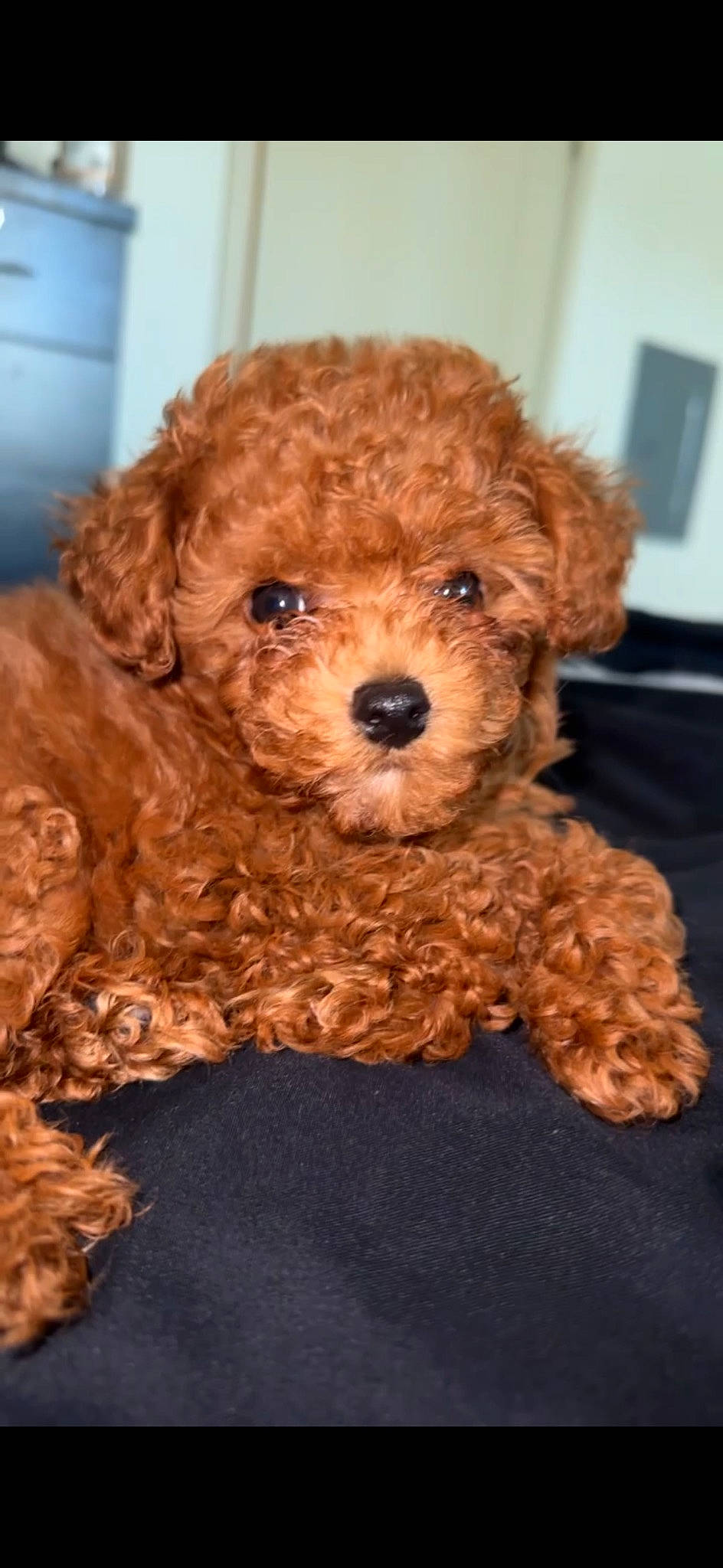 Givenchy Laflaire is registered to the contest to win money with this photo: canidae, carnivore, companion_dog, dog, dog_breed, fur, labradoodle, liver, maltepoo, poodle, puppy, puppy_love, snout, sporting_group, terrier, toy, toy_dog, water_dog, working_animal, yorkipoo