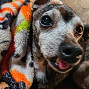 Tuffie is registered to the contest to win money with this photo: dog, blanket, close_up, cozy, furry, tongue_out, colorful, pet, animal, snug, indoor, cute, sleepy, comfort, warm, face, fur, expression, domestic, resting