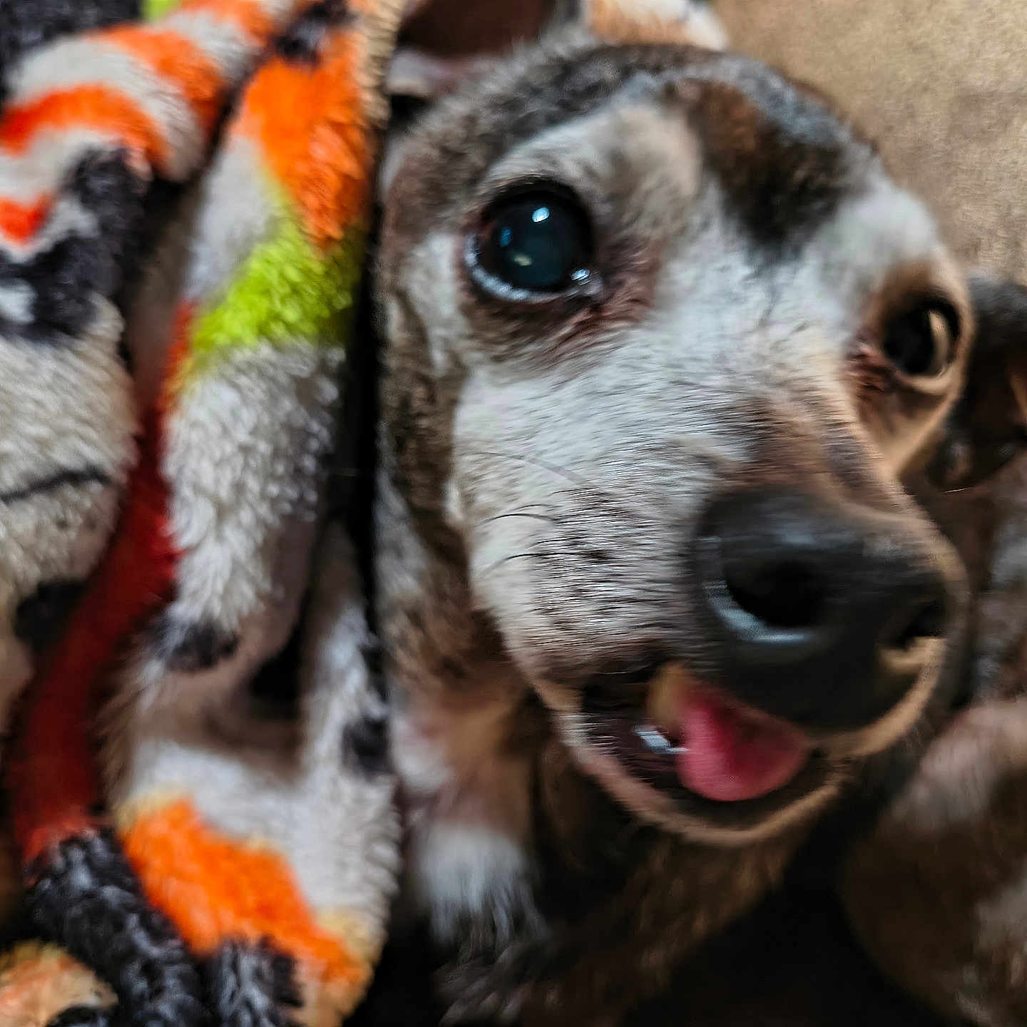 Tuffie is registered to the contest to win money with this photo: animal, blanket, close_up, colorful, comfort, cozy, cute, dog, domestic, expression, face, fur, furry, indoor, pet, resting, sleepy, snug, tongue_out, warm