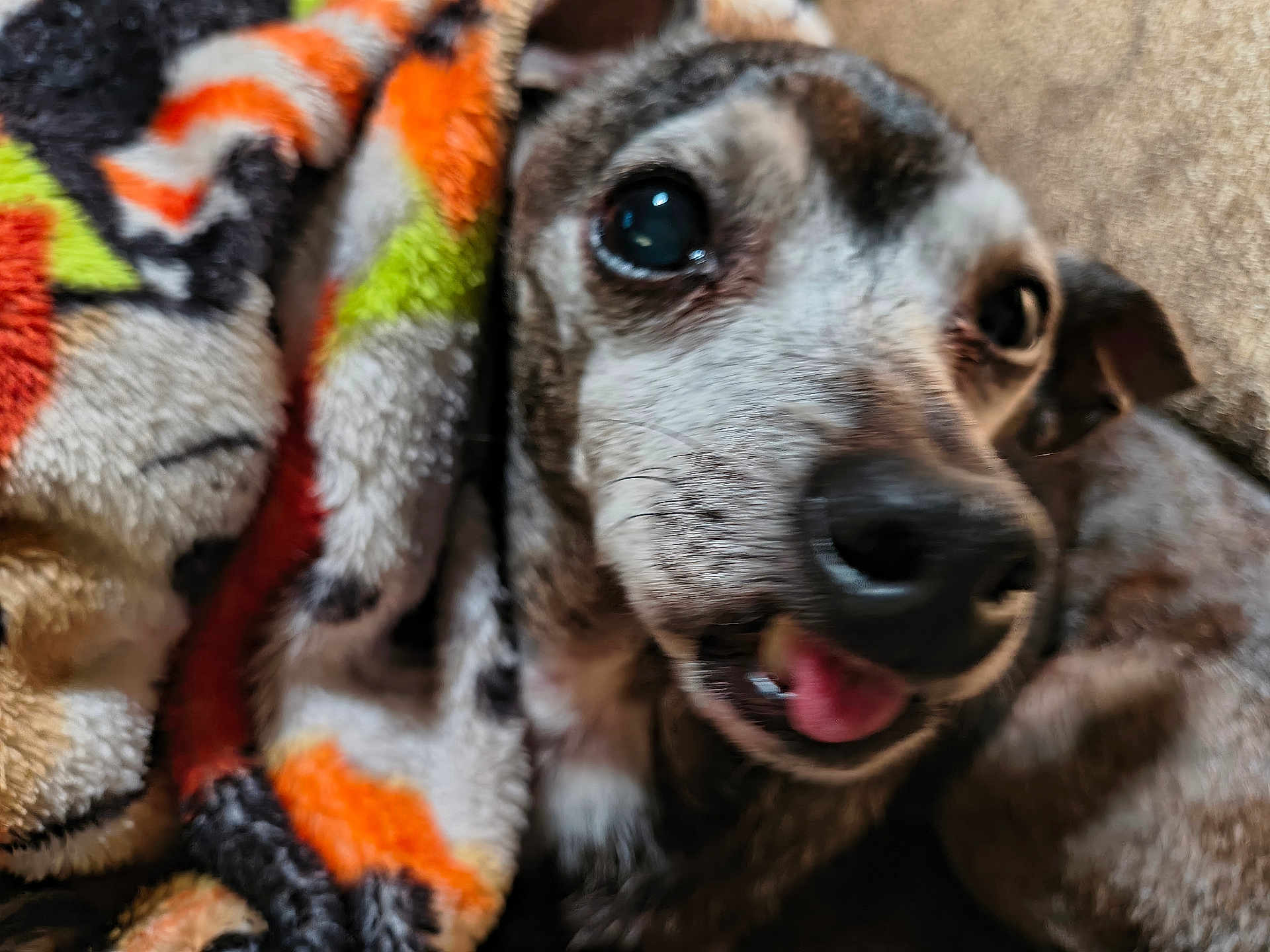 Tuffie is registered to the contest to win money with this photo: dog, blanket, close_up, cozy, furry, tongue_out, colorful, pet, animal, snug, indoor, cute, sleepy, comfort, warm, face, fur, expression, domestic, resting