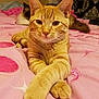 Miles joined the competition — help win amazing prizes! cat, ginger_cat, tabby, bed, pink_bedspread, paws, crossed_paws, relaxed, indoor, feline, animal, pet, sleeping_cat, fluffy_cat, background, curtains, cozy, domestic, soft_texture, closeup