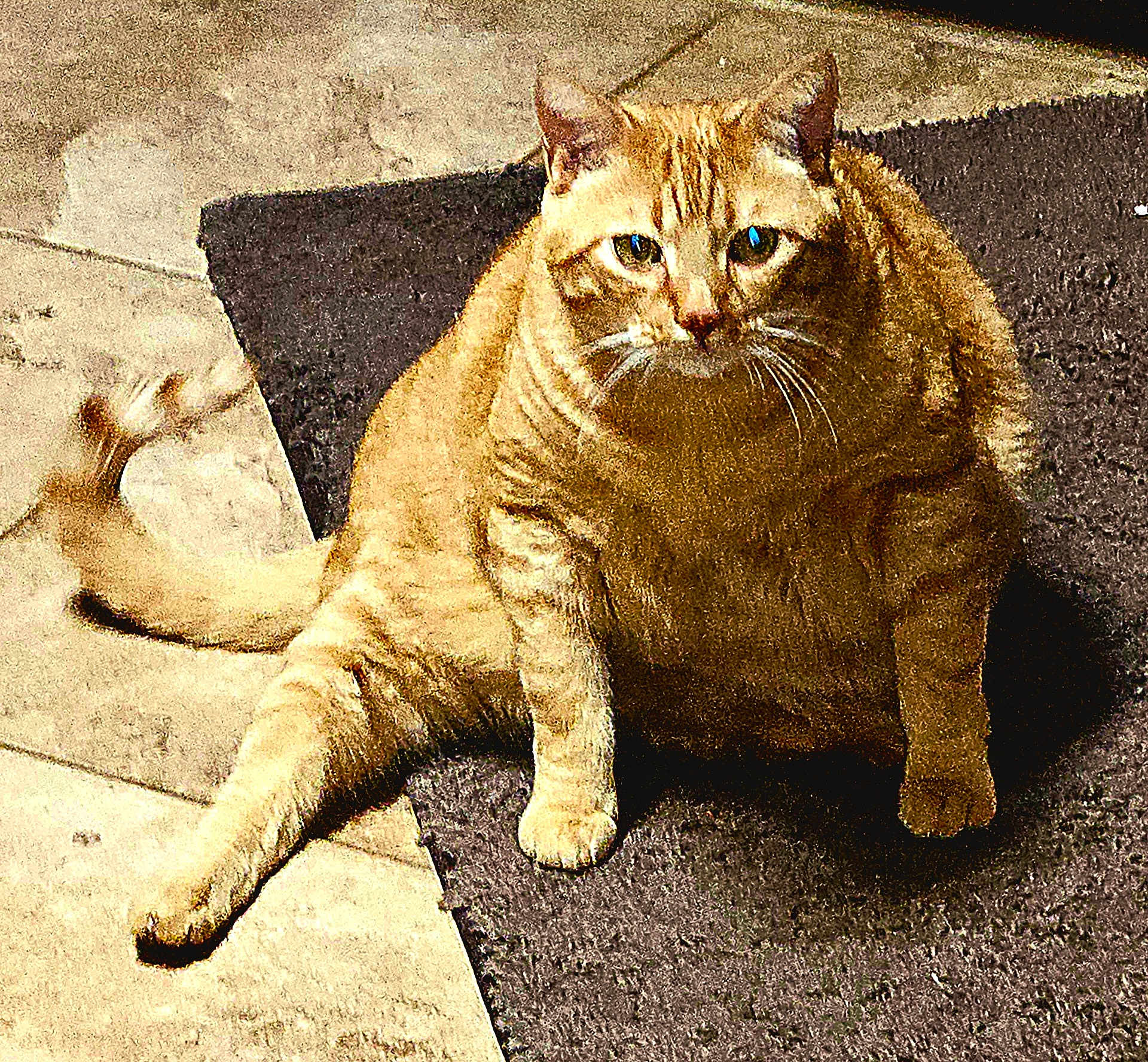 Miles joined the competition — help win amazing prizes! cat, orange_tabby, sitting, indoor, rug, floor, pet, feline, whiskers, ears, tail, curious, looking, animal, domestic, cute, fur, portrait, one_leg_stretched, close_up