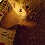 Miles is registered to the contest to win money with this photo: cat, kitten, orange_cat, close_up, blurry, curious, whiskers, eyes, indoor, cardboard, box, pet, animal, feline, young, fur, cute, light, shadow, mystery