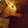 cat, kitten, orange_cat, close_up, blurry, curious, whiskers, eyes, indoor, cardboard, box, pet, animal, feline, young, fur, cute, light, shadow, mystery