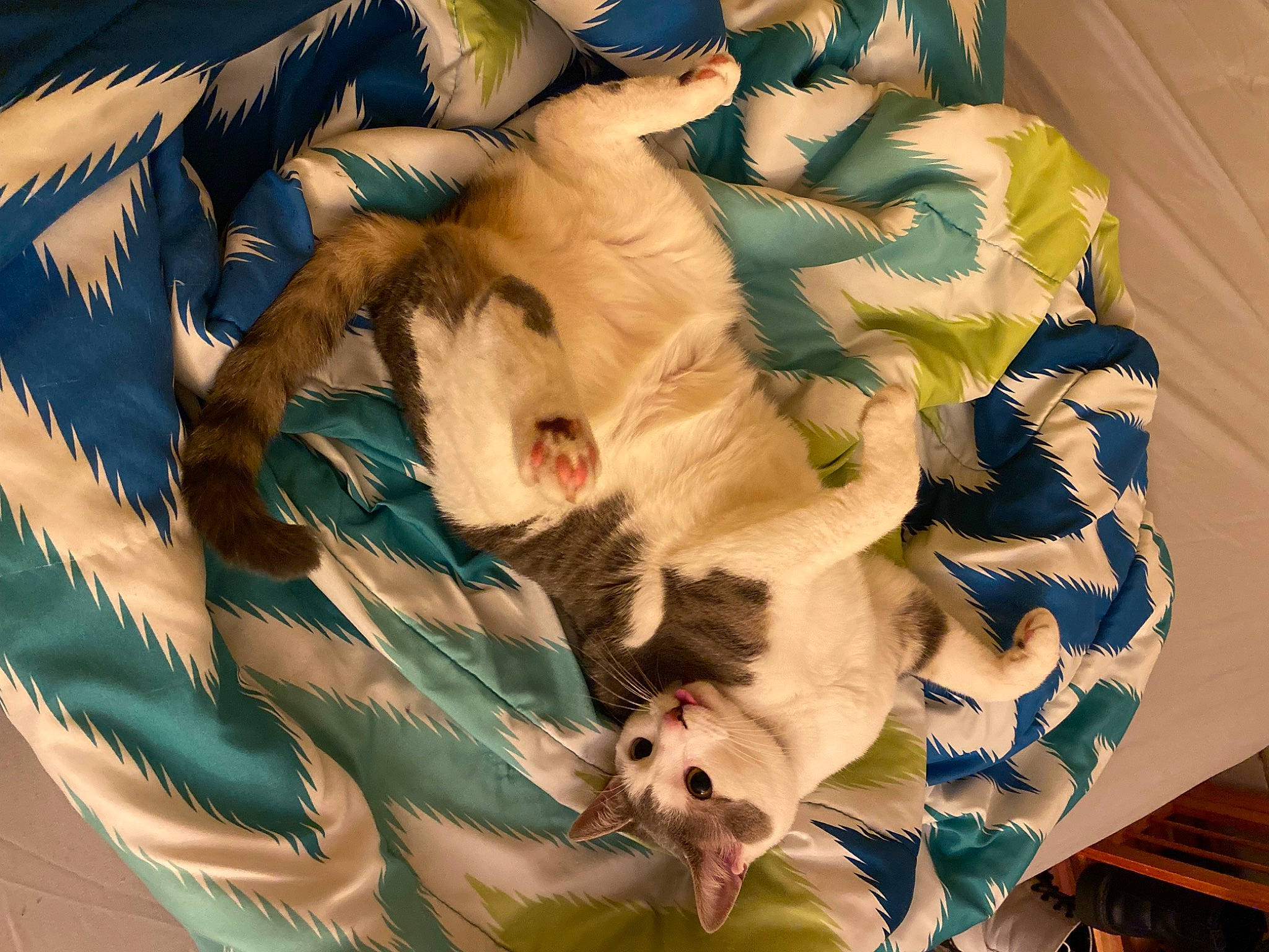 Pookie is registered to the contest to win money with this photo: art, canidae, carnivore, cat, claw, comfort, companion_dog, dog_breed, fawn, felidae, fur, linens, nap, pattern, paw, small_to_medium_sized_cats, sporting_group, tail, textile, whiskers