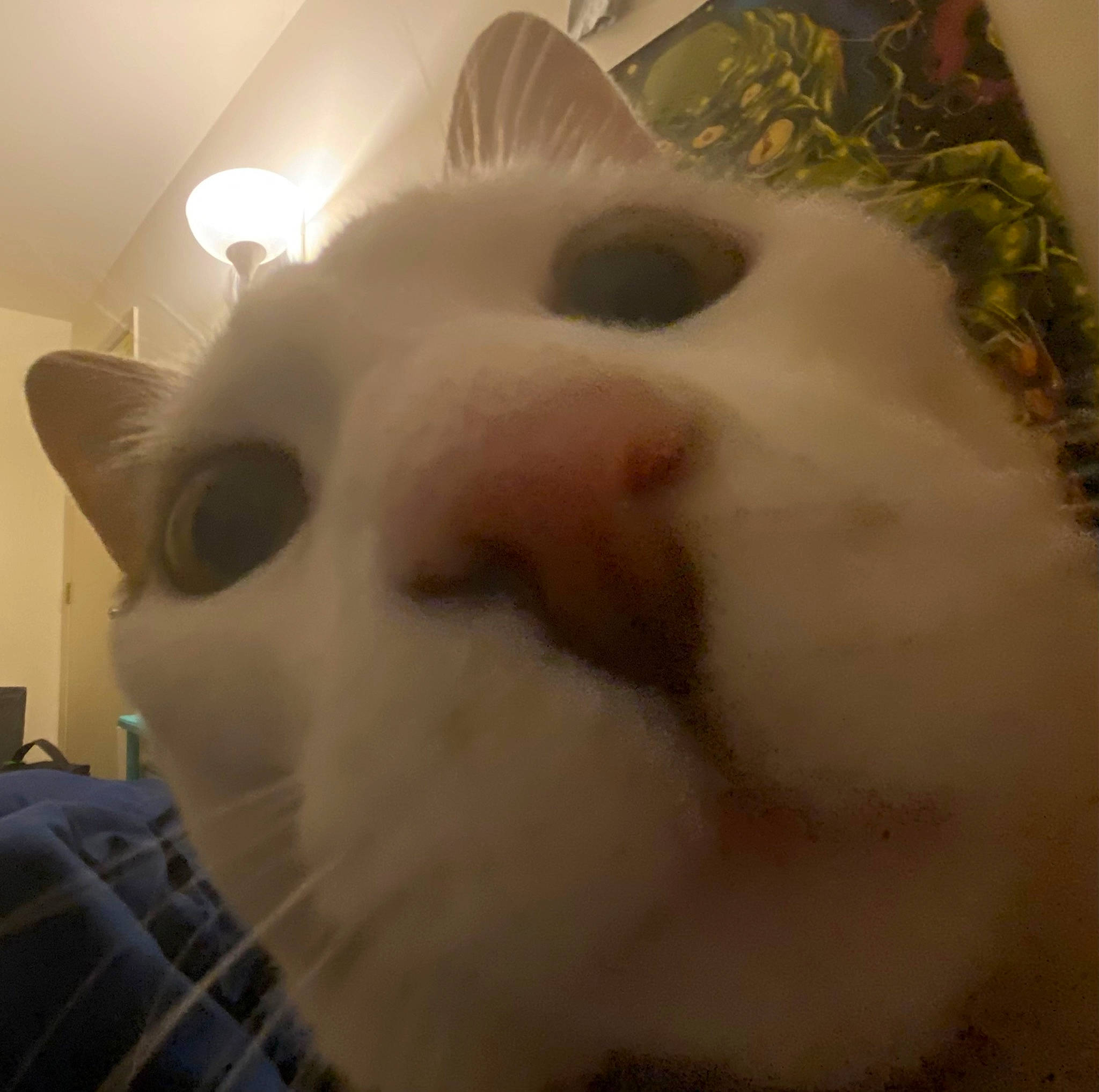 Pookie is registered to the contest to win money with this photo: carnivore, cat, felidae, fur, iris, nose, small_to_medium_sized_cats, snout, tail, terrestrial_animal, whiskers