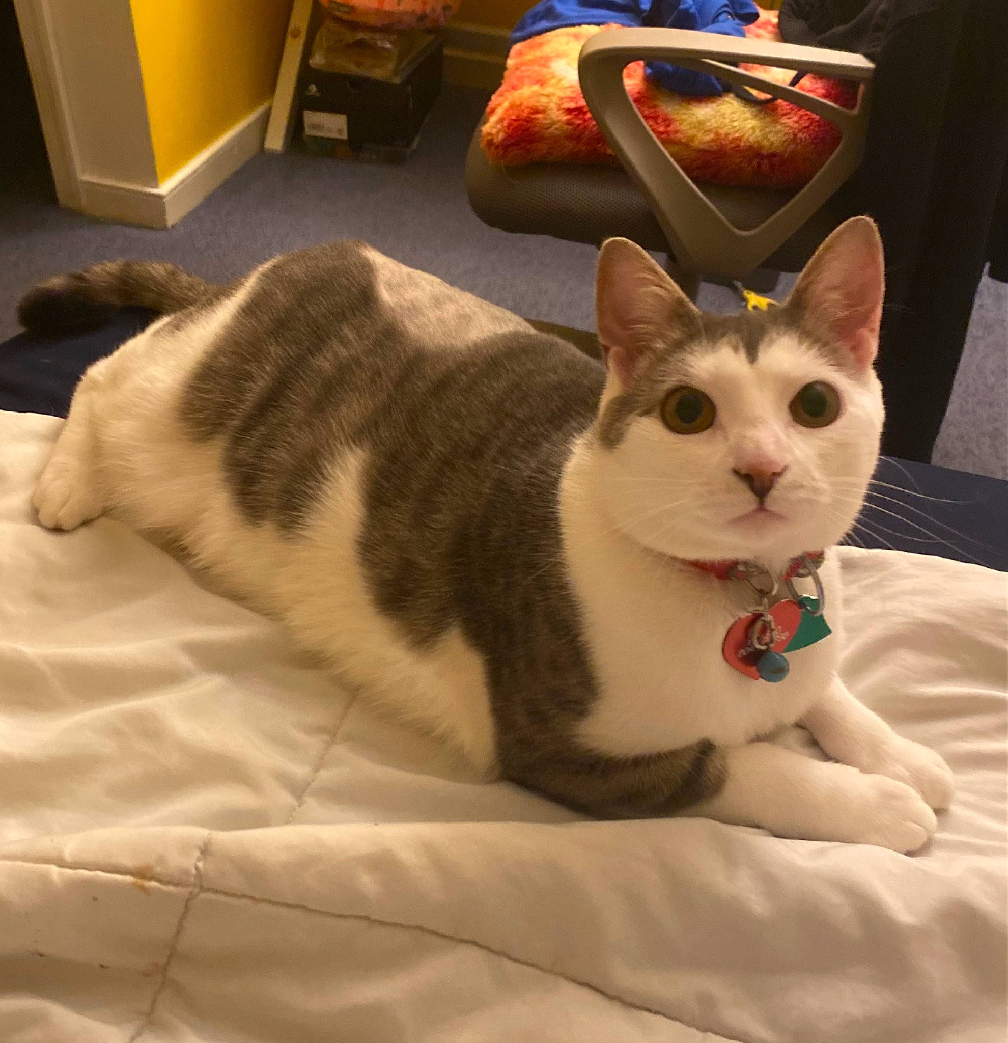 Pookie is registered to the contest to win money with this photo: carnivore, cat, cat_supply, comfort, domestic_short_haired_cat, felidae, flooring, fur, linens, paw, pet_supply, small_to_medium_sized_cats, tail, whiskers