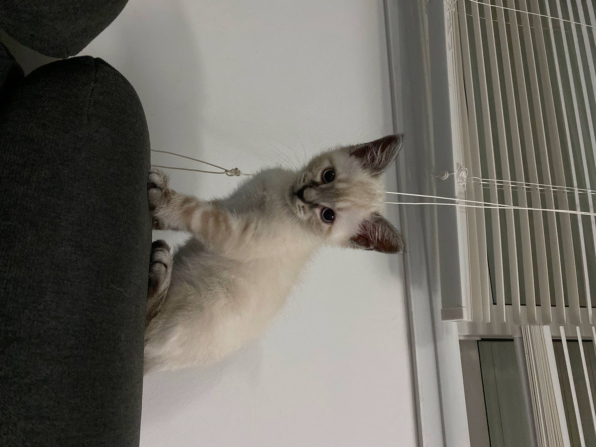 Heaven participe au concours pour gagner de l'argent avec cette photo : aegean_cat, animal_shelter, asian, balinese, burmilla, carnivore, cat, domestic_short_haired_cat, european_shorthair, felidae, fur, kitten, mammal, ojos_azules, polydactyl_cat, ragamuffin, ragdoll, small_to_medium_sized_cats, tail, whiskers