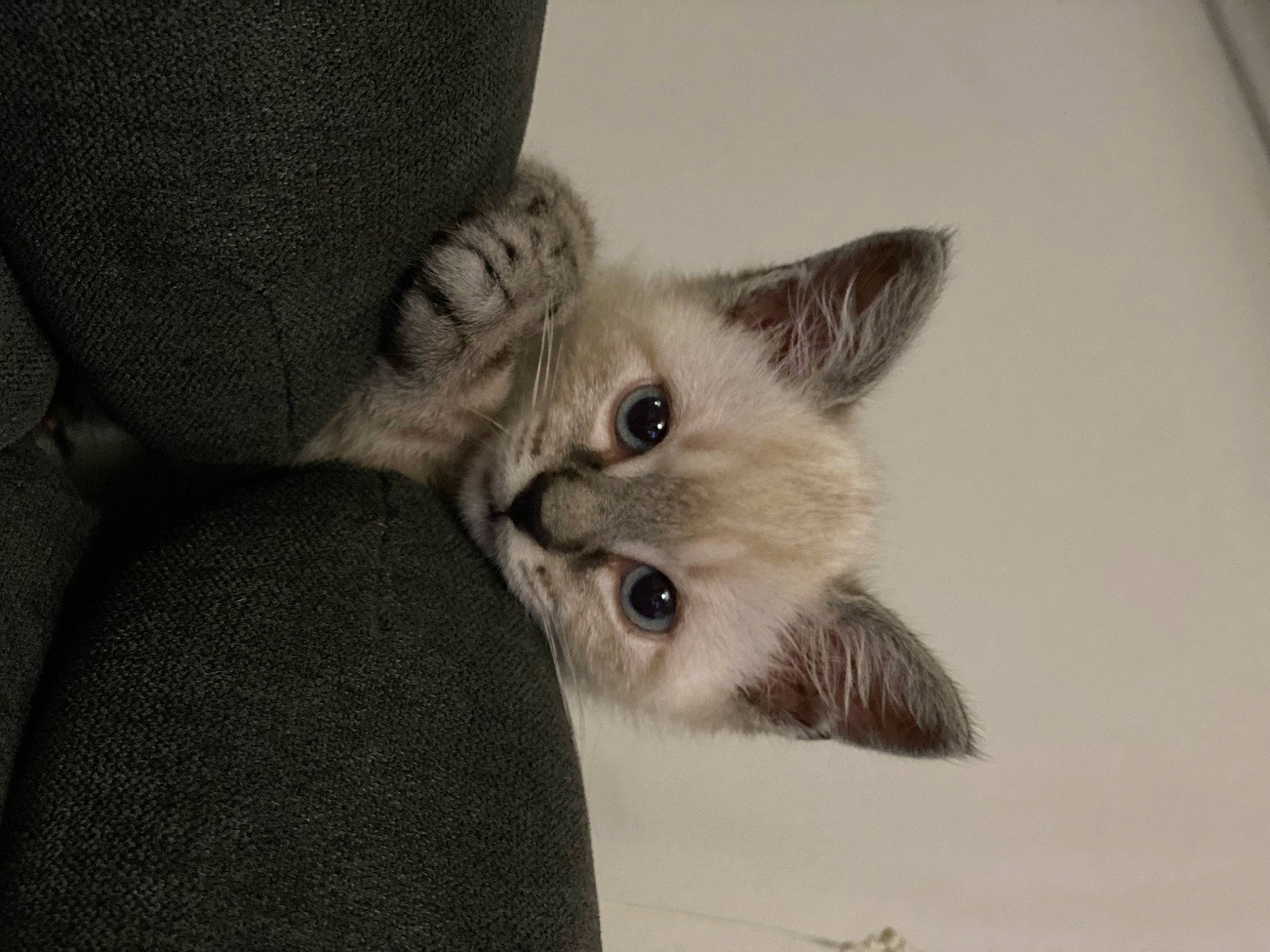 Heaven a rejoint le concours — aidez-le/la à gagner de superbes lots ! asian, british_longhair, british_semi_longhair, british_shorthair, carnivore, cat, domestic_short_haired_cat, european_shorthair, eye, felidae, fur, kitten, mammal, munchkin, ojos_azules, ragamuffin, skin, small_to_medium_sized_cats, snout, whiskers