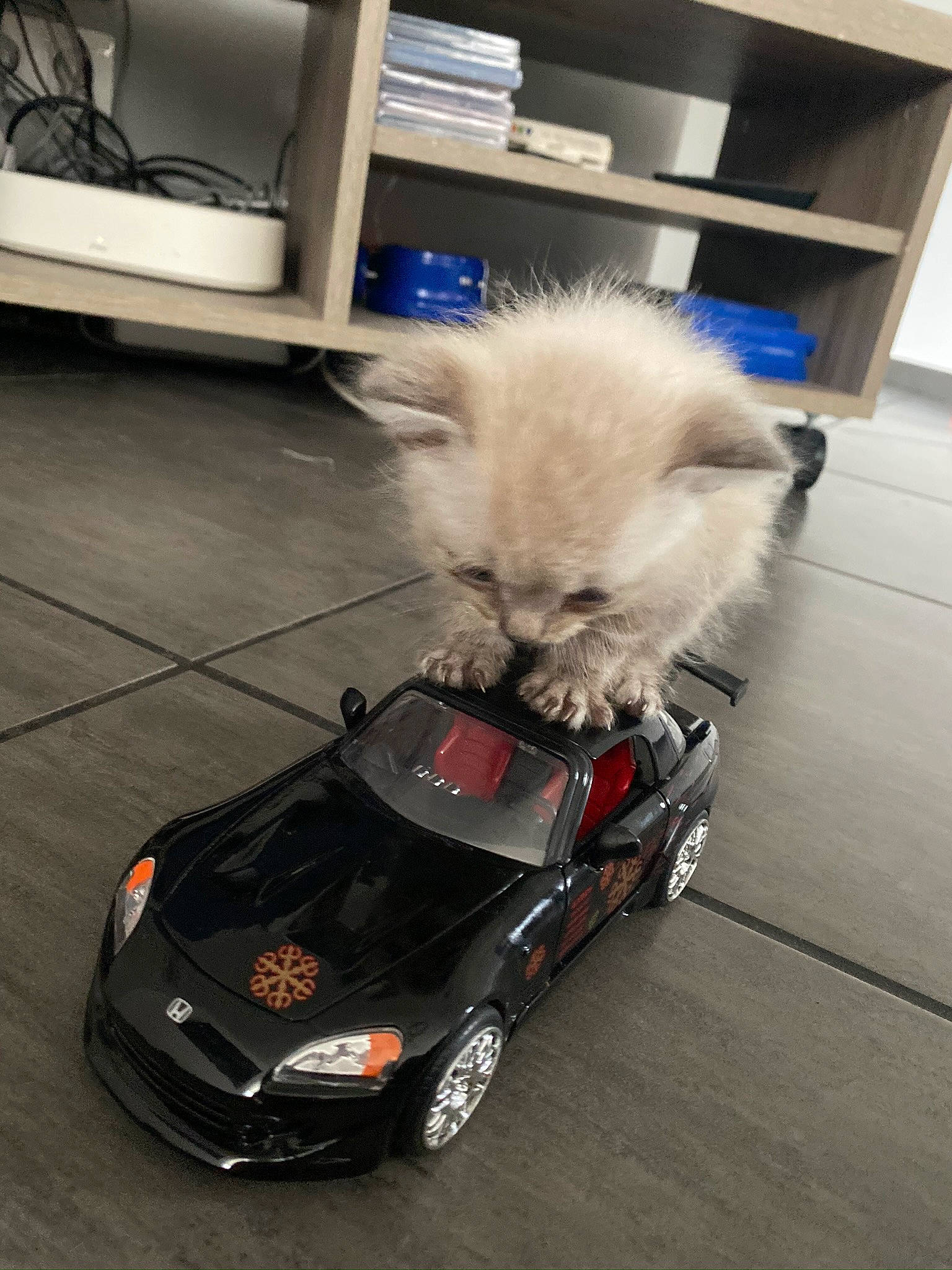 Heaven participe au concours pour gagner de l'argent avec cette photo : auto_part, automotive_window_part, canidae, car, carnivore, cat, companion_dog, dog, felidae, glass, hood, kitten, small_to_medium_sized_cats, snout, vehicle, vehicle_door, whiskers, windshield