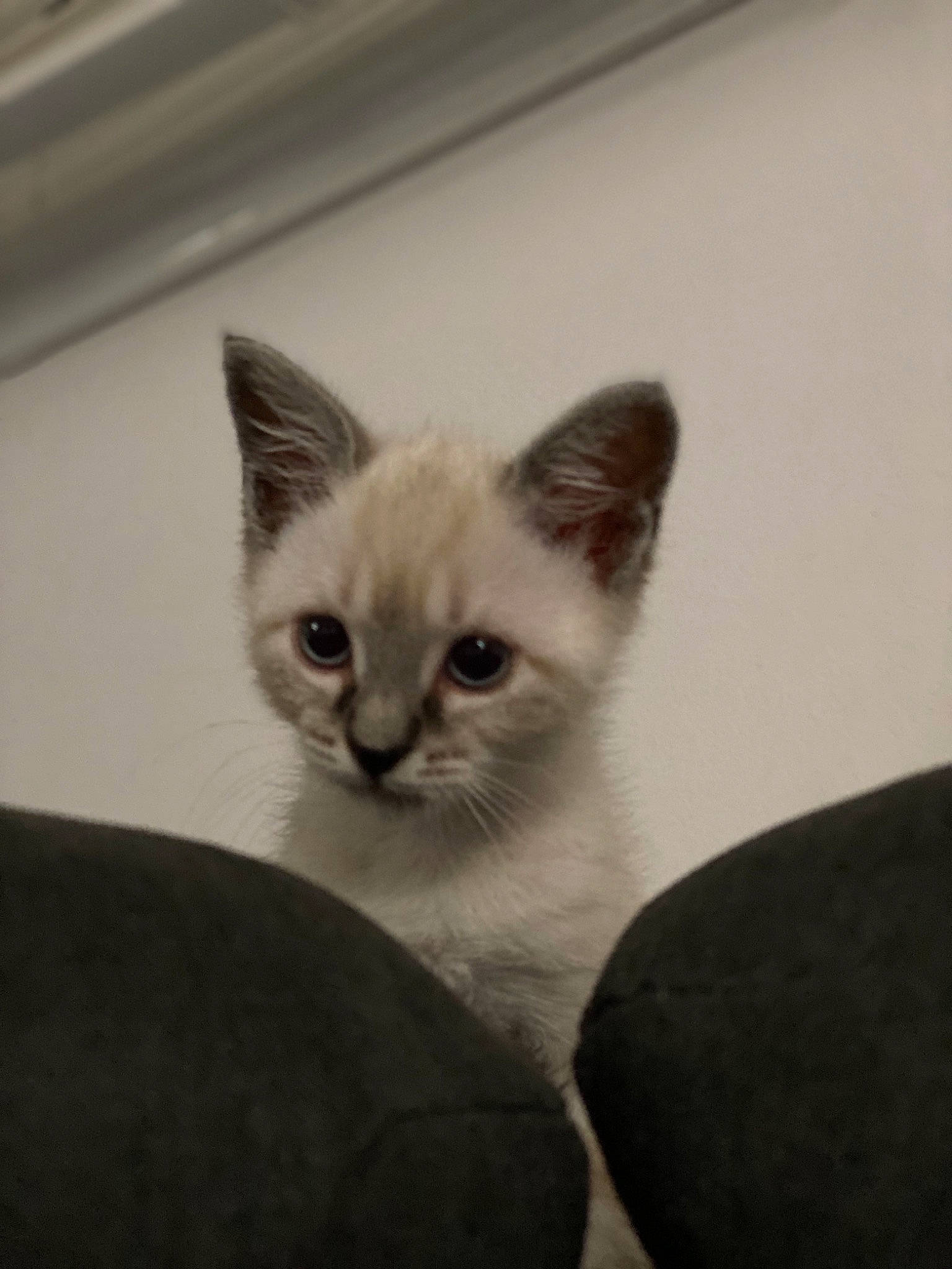 Heaven participe au concours pour gagner de l'argent avec cette photo : asian, carnivore, cat, domestic_short_haired_cat, ear, eye, fawn, felidae, kitten, mammal, ojos_azules, ragdoll, siamese, small_to_medium_sized_cats, thai, tonkinese, vertebrate, whiskers