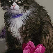 Luna joined the competition — help win amazing prizes! animal, cat, closeup, curious, decor, domestic, face, feline, fluffy, fur, indoor, leaf, pet, pink_flower, plant, portrait, purple_collar, sitting, soft_lighting, whiskers