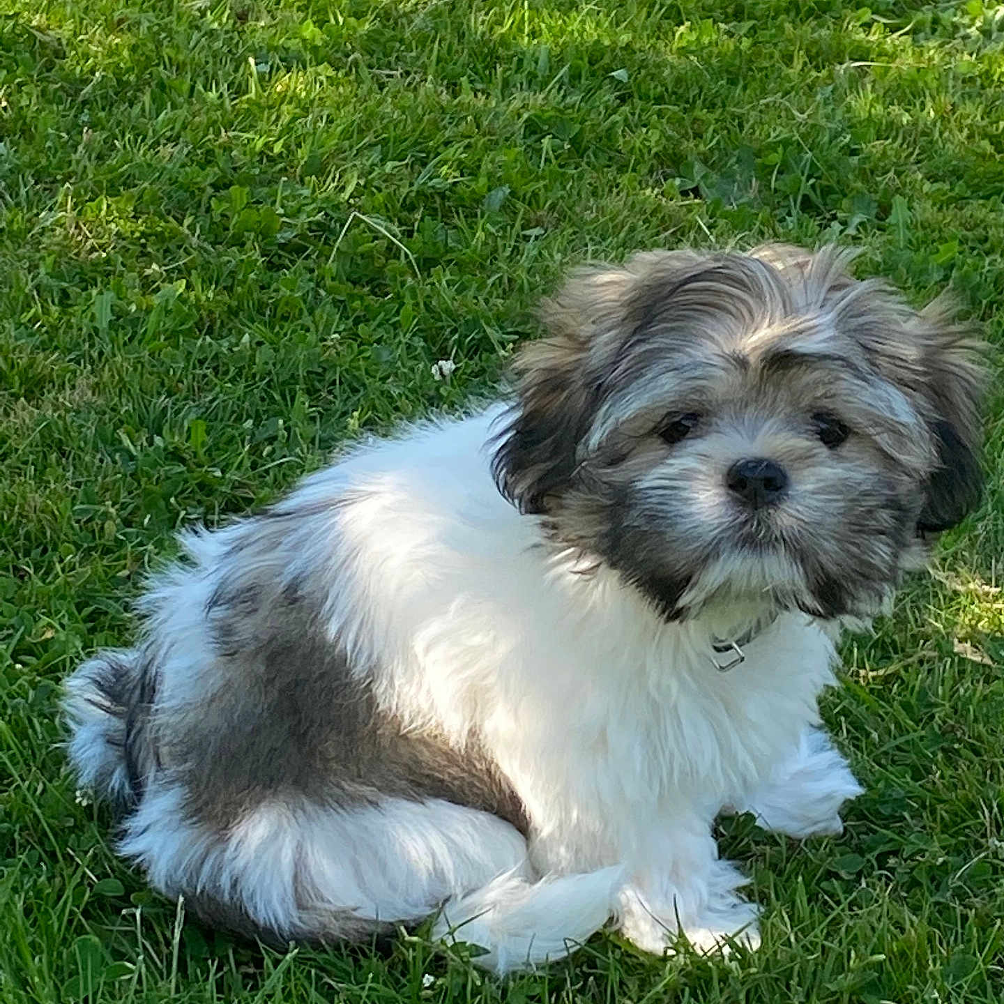 Vanilla participe au concours pour gagner de l'argent avec cette photo : animal, ball, canine, dog, field, football, grass, grassland, green, lawn, nature, outdoors, pet, plant, puppy, soccer, soccerball, sport, vegetation, yard