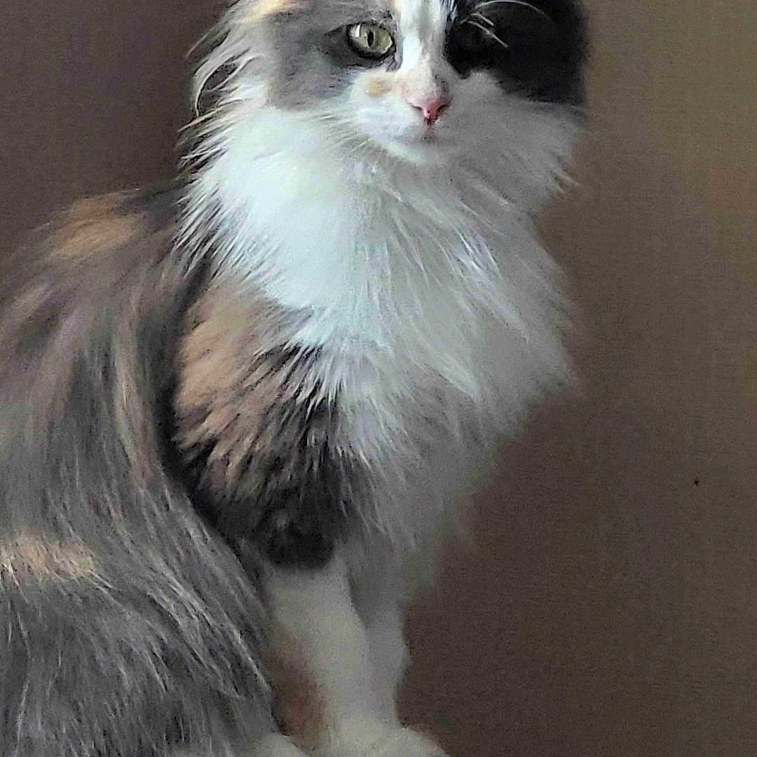 Minki