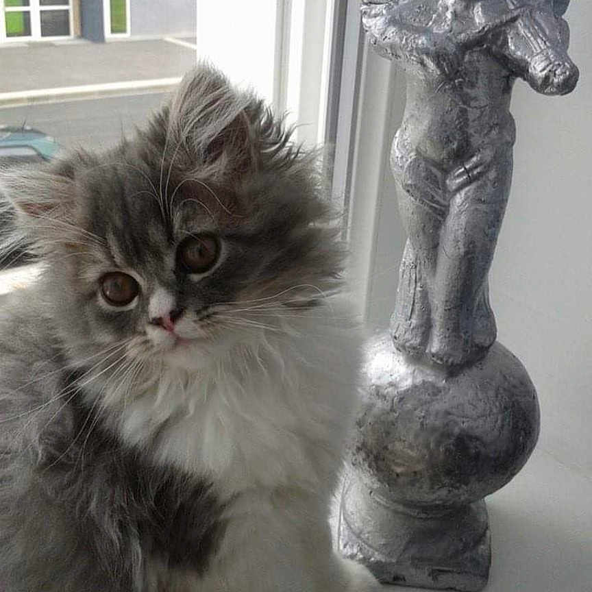 Grisouille participe au concours pour gagner de l'argent avec cette photo : kitten, cat, fluffy, gray, white, windowsill, statue, cherub, violin, indoor, sunlight, curious, pet, animal, feline, young, cute, portrait, house, window