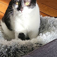 Isis a rejoint le concours — aidez-le/la à gagner de superbes lots ! animal, black_and_white, cat, close_up, cozy, cute, domestic_cat, feline, fluffy, fur, indoor, pet_bed, portrait, quiet, relaxed, resting, sunlight, whiskers, wood_floor, yellow_eyes