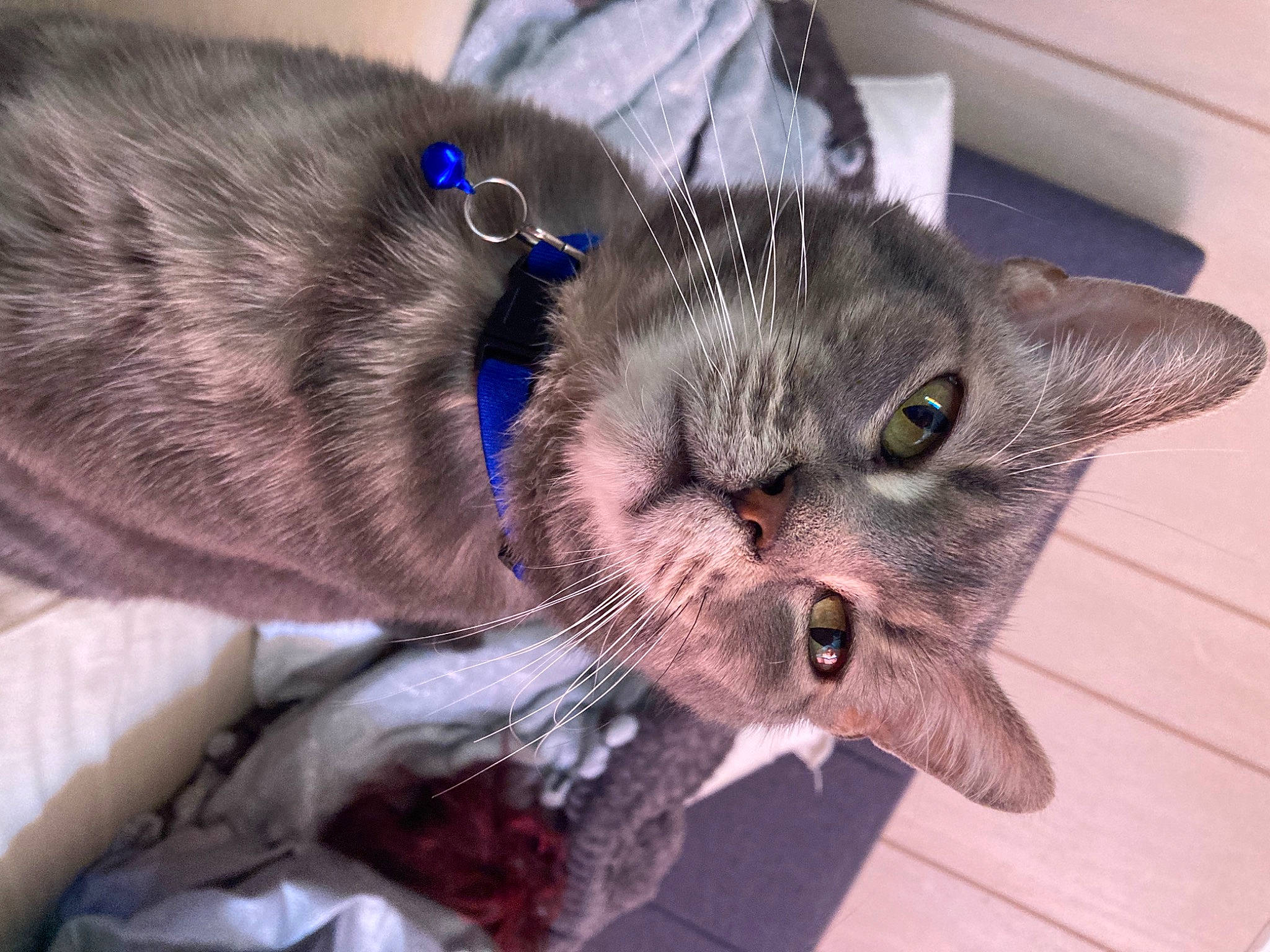 Mickey joined the competition — help win amazing prizes! carnivore, cat, claw, collar, comfort, domestic_short_haired_cat, ear, electric_blue, fang, felidae, fur, paw, small_to_medium_sized_cats, snout, terrestrial_animal, whiskers, window
