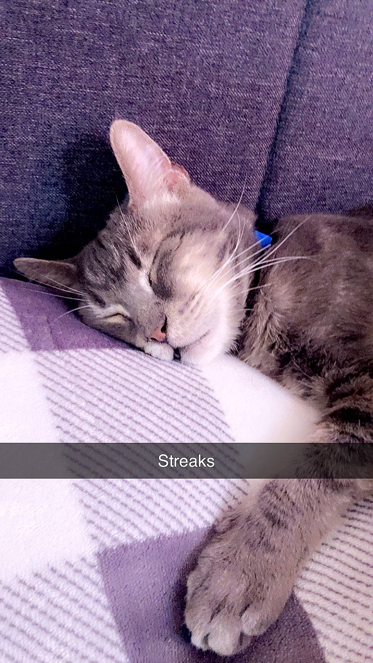 Mickey joined the competition — help win amazing prizes! carnivore, cat, claw, cloud, comfort, domestic_short_haired_cat, felidae, fur, grey, linens, nap, paw, photo_caption, sitting, sleep, small_to_medium_sized_cats, snout, tail, textile, whiskers